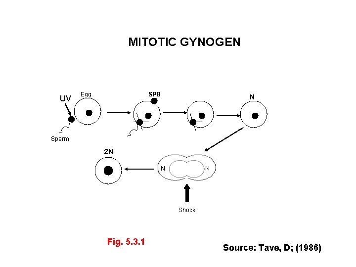 MITOTIC GYNOGEN UV Egg SPB N Sperm 2 N N N Shock Fig. 5.