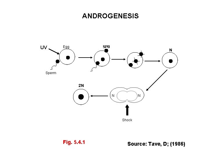 ANDROGENESIS UV Egg SPB N Sperm 2 N N N Shock Fig. 5. 4.