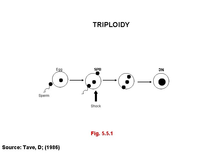 TRIPLOIDY Egg SPB Sperm Shock Fig. 5. 5. 1 Source: Tave, D; (1986) 3