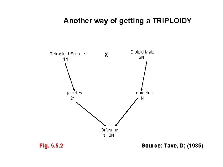 Another way of getting a TRIPLOIDY Tetraploid Female 4 N X gametes 2 N