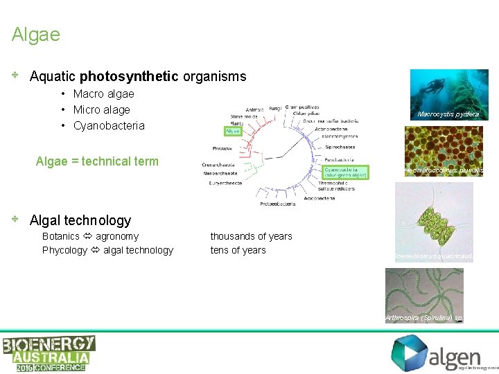 Algae • Aquatic photosynthetic organisms • Macro algae • Micro alage • Cyanobacteria Macrocystis