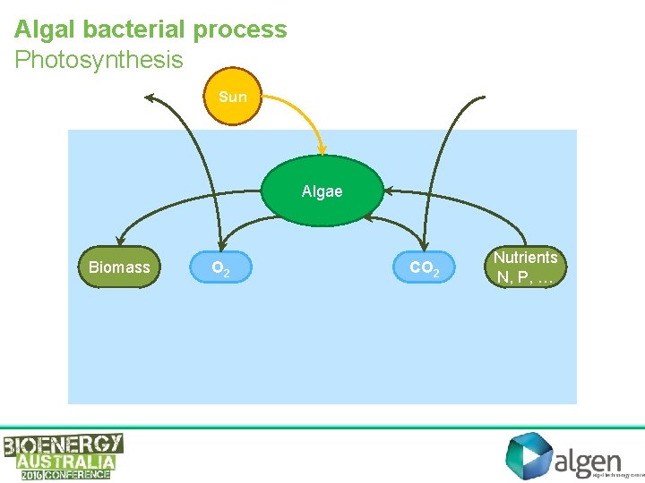 Algal bacterial process Photosynthesis Sun Algae Biomass O 2 CO 2 Nutrients N, P,