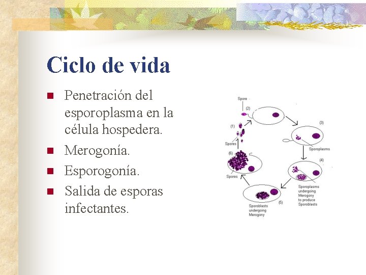 Ciclo de vida n n Penetración del esporoplasma en la célula hospedera. Merogonía. Esporogonía.