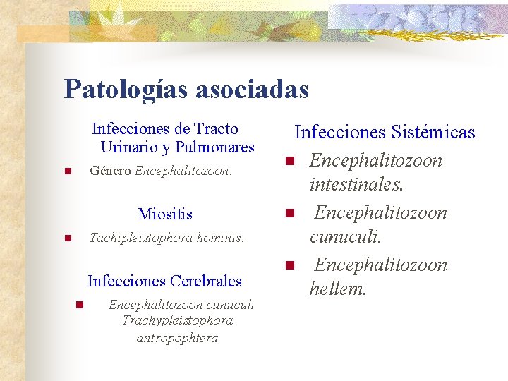 Patologías asociadas Infecciones de Tracto Urinario y Pulmonares Género Encephalitozoon. n Miositis Tachipleistophora hominis.