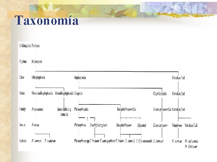 Taxonomía 