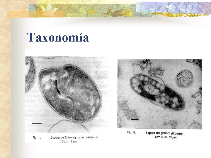 Taxonomía 