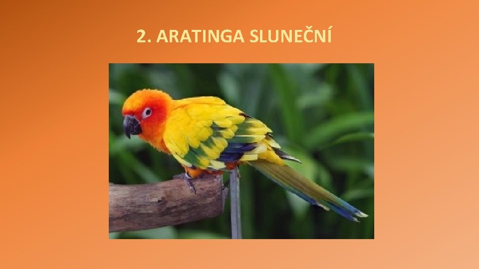 2. ARATINGA SLUNEČNÍ 