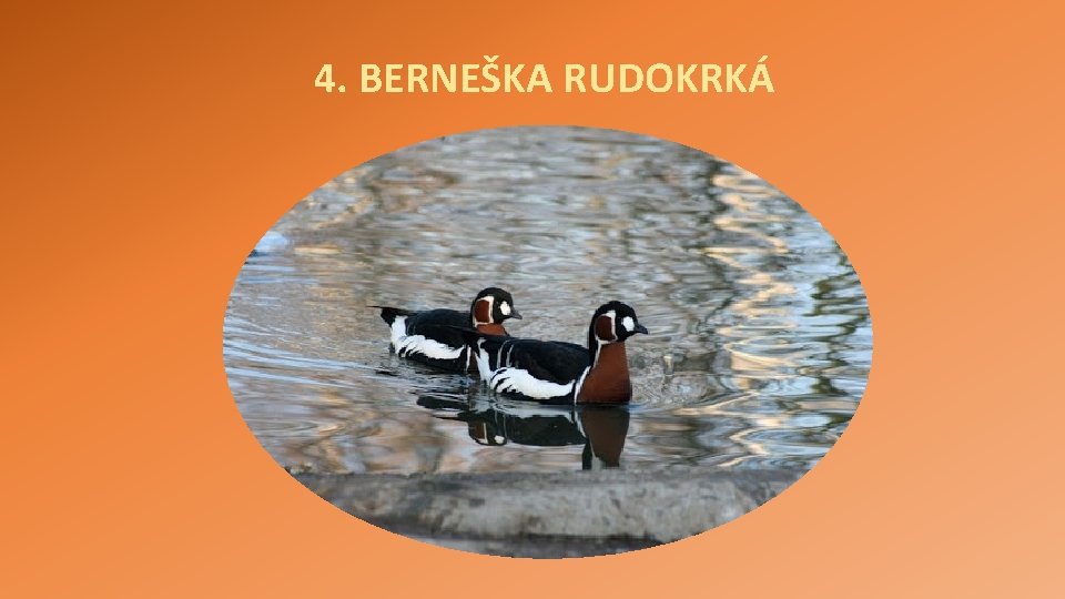 4. BERNEŠKA RUDOKRKÁ 