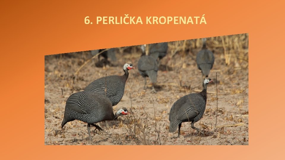 6. PERLIČKA KROPENATÁ 