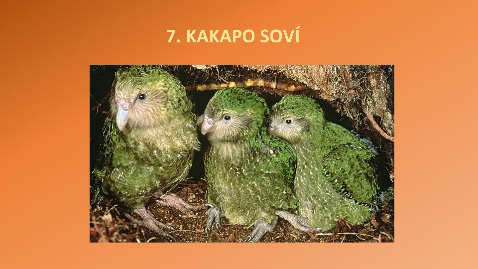 7. KAKAPO SOVÍ 