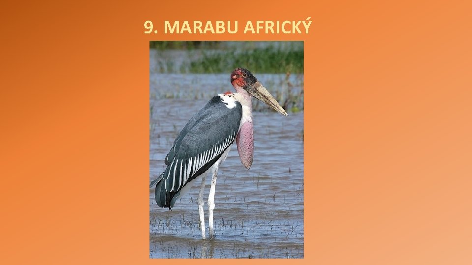 9. MARABU AFRICKÝ 