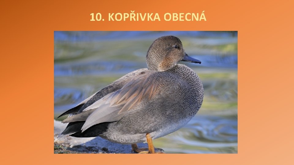 10. KOPŘIVKA OBECNÁ 