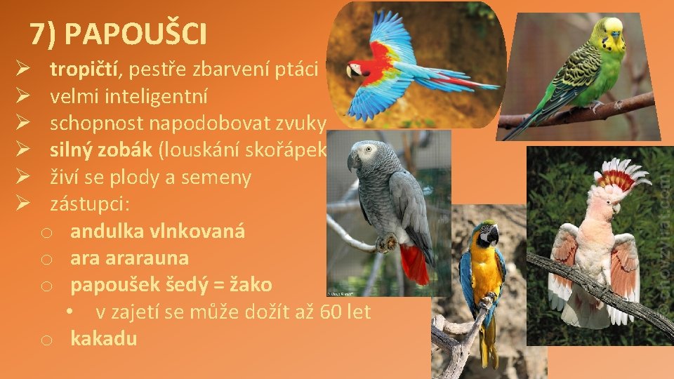 7) PAPOUŠCI Ø Ø Ø tropičtí, pestře zbarvení ptáci velmi inteligentní schopnost napodobovat zvuky