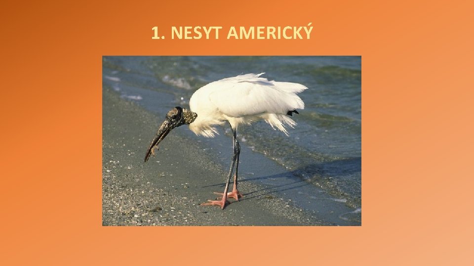 1. NESYT AMERICKÝ 