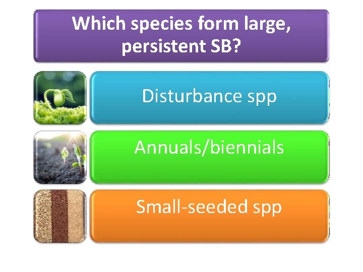 Which species form large, persistent SB? Disturbance spp Annuals/biennials Small-seeded spp 