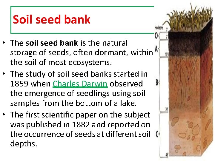 Soil seed bank • The soil seed bank is the natural storage of seeds,
