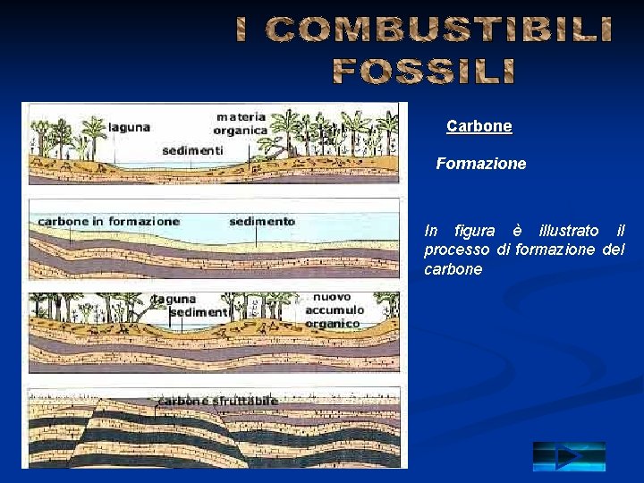 Carbone Formazione In figura è illustrato il processo di formazione del carbone 