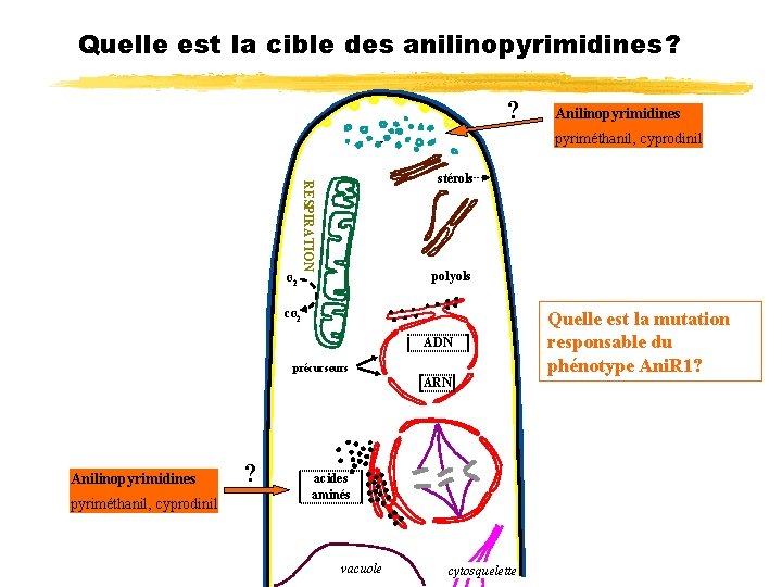 Quelle est la cible des anilinopyrimidines? ? Anilinopyrimidines pyriméthanil, cyprodinil RESPIRATION stérols polyols O