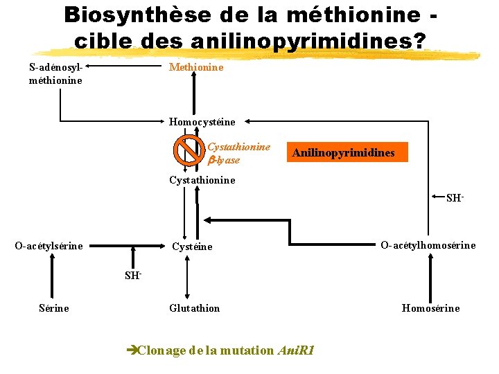 Biosynthèse de la méthionine cible des anilinopyrimidines? S-adénosylméthionine Methionine Homocystéine Cystathionine b-lyase Anilinopyrimidines Cystathionine