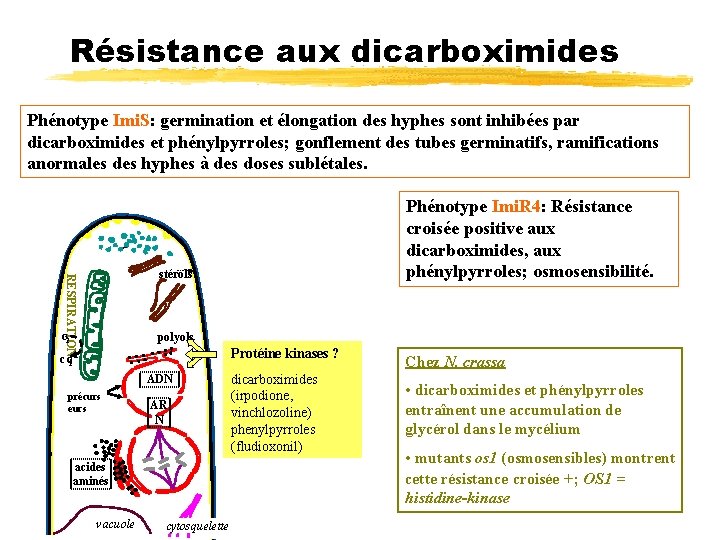 Résistance aux dicarboximides Phénotype Imi. S: germination et élongation des hyphes sont inhibées par