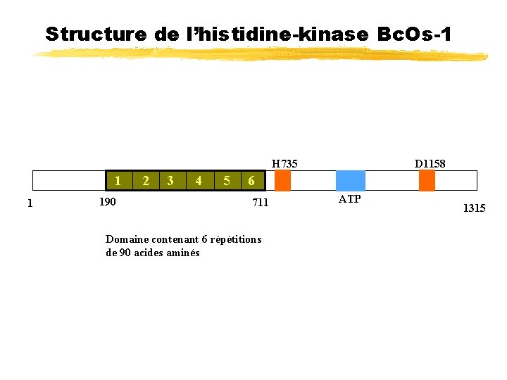 Structure de l’histidine-kinase Bc. Os-1 H 735 1 1 190 2 3 4 5
