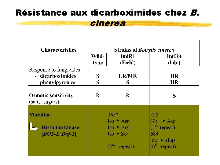 Résistance aux dicarboximides chez B. cinerea 