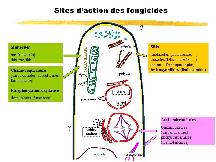 Sites d’action des fongicides ? stérols RESPIRATION Multi-sites minéraux [Cu] thirame, folpel Chaine respiratoire