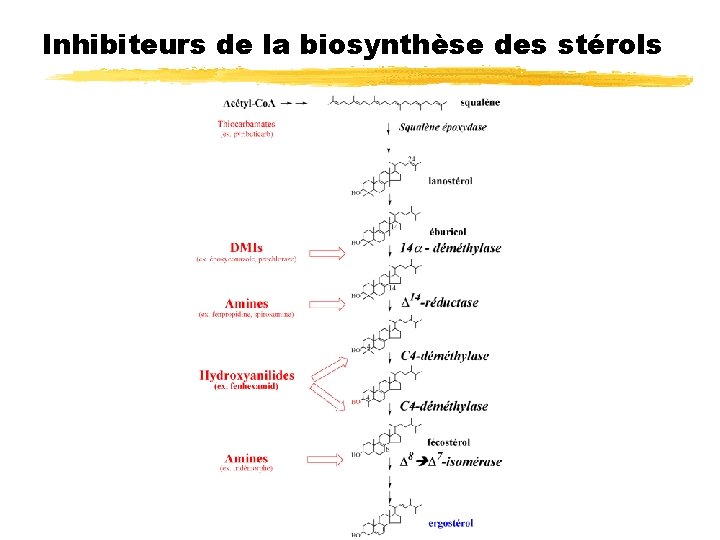 Inhibiteurs de la biosynthèse des stérols 