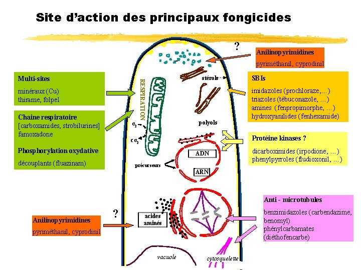 Site d’action des principaux fongicides ? Anilinopyrimidines pyriméthanil, cyprodinil stérols RESPIRATION Multi-sites minéraux (Cu)