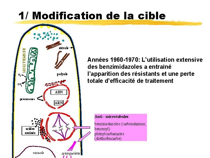 1/ Modification de la cible RESPIRATION stérols polyols O 2 CO 2 Années 1960