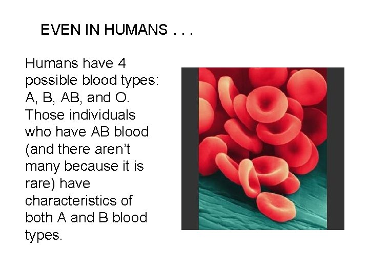 EVEN IN HUMANS. . . Humans have 4 possible blood types: A, B, AB,