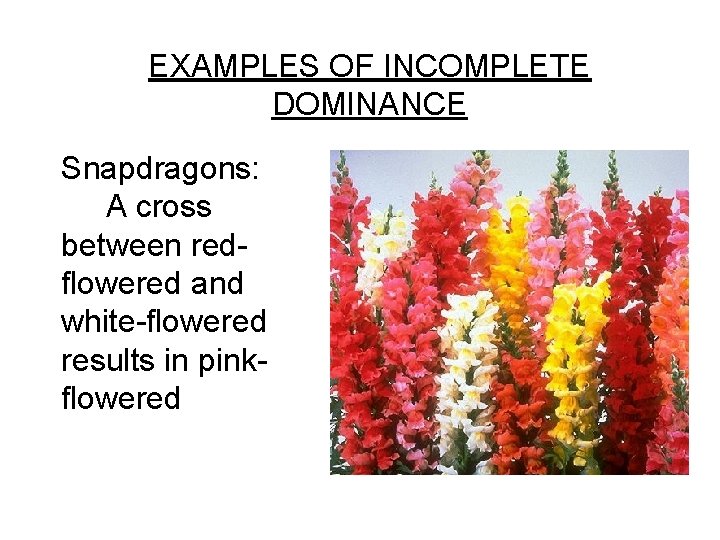 EXAMPLES OF INCOMPLETE DOMINANCE Snapdragons: A cross between redflowered and white-flowered results in pinkflowered