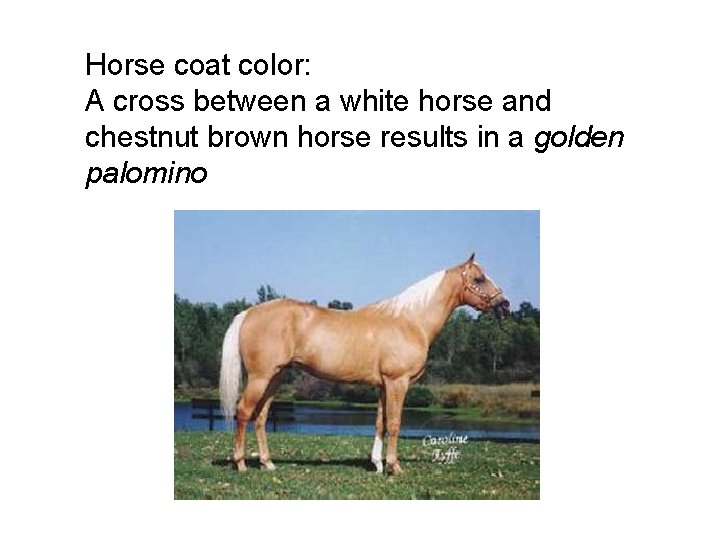 Horse coat color: A cross between a white horse and chestnut brown horse results