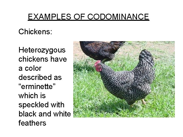 EXAMPLES OF CODOMINANCE Chickens: Heterozygous chickens have a color described as “erminette” which is