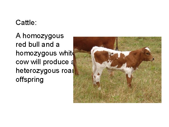 Cattle: A homozygous red bull and a homozygous white cow will produce a heterozygous