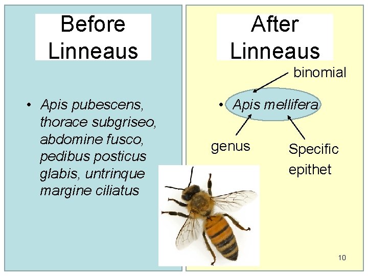 Before Linneaus After Linneaus binomial • Apis pubescens, thorace subgriseo, abdomine fusco, pedibus posticus