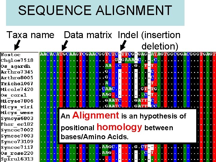 SEQUENCE ALIGNMENT Taxa name Data matrix Indel (insertion deletion) An Alignment is an hypothesis