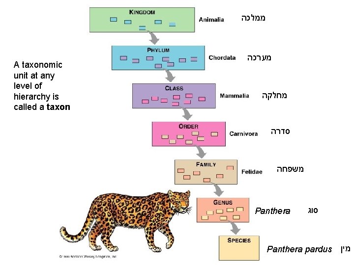  ממלכה A taxonomic unit at any level of hierarchy is called a taxon