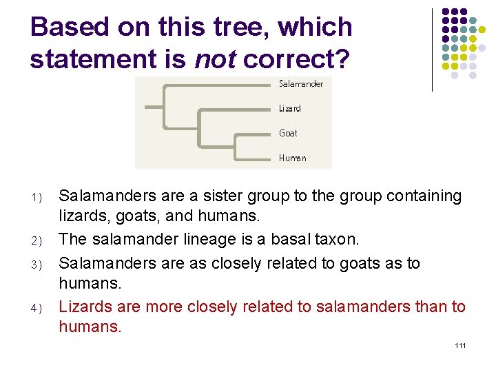 Based on this tree, which statement is not correct? 1) 2) 3) 4) Salamanders