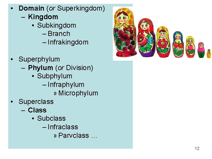  • Domain (or Superkingdom) – Kingdom • Subkingdom – Branch – Infrakingdom •