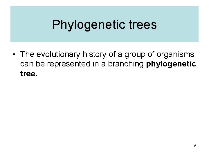 Phylogenetic trees • The evolutionary history of a group of organisms can be represented