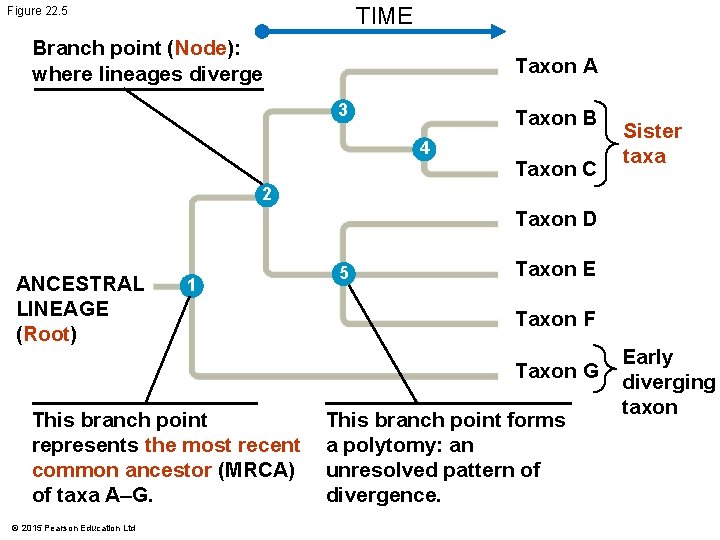 TIME Figure 22. 5 Branch point (Node): where lineages diverge Taxon A 3 Taxon