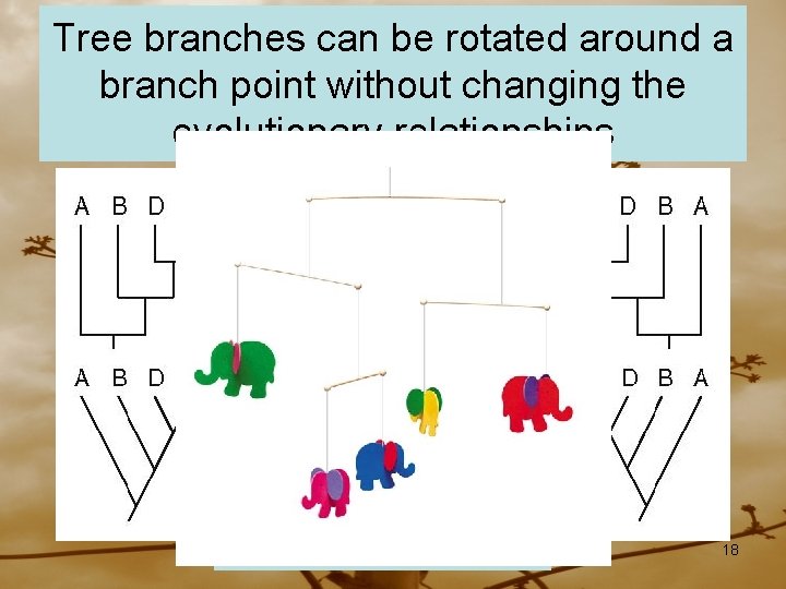 Tree branches can be rotated around a branch point without changing the evolutionary relationships