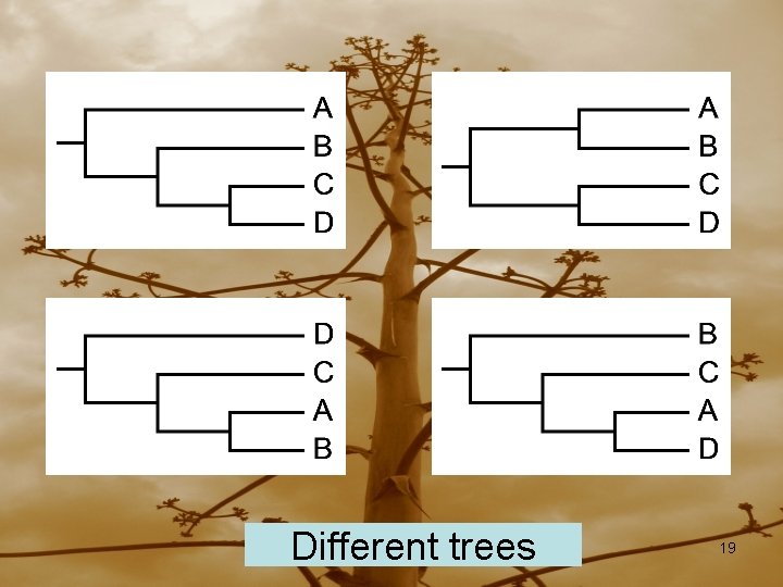 Different trees 19 