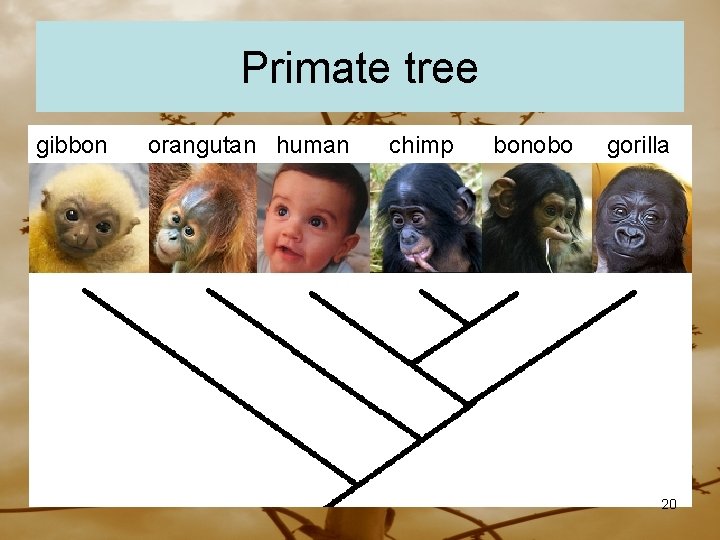 Primate tree gibbon orangutan human chimp bonobo gorilla 20 