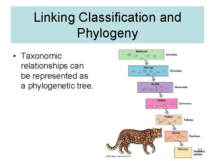 Linking Classification and Phylogeny • Taxonomic relationships can be represented as a phylogenetic tree.