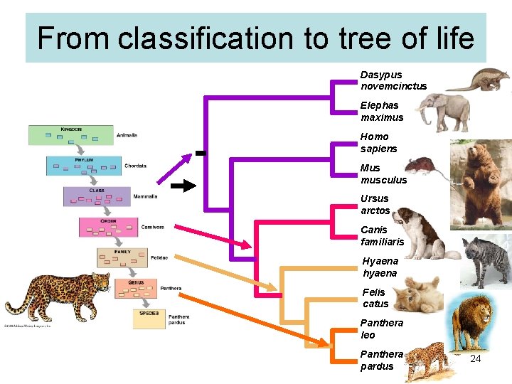 From classification to tree of life Dasypus novemcinctus Elephas maximus Homo sapiens Mus musculus