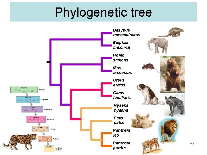 Phylogenetic tree Dasypus novemcinctus Elephas maximus Homo sapiens Mus musculus Ursus arctos Canis familiaris
