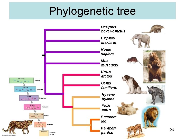 Phylogenetic tree Dasypus novemcinctus Elephas maximus Homo sapiens Mus musculus Ursus arctos Canis familiaris