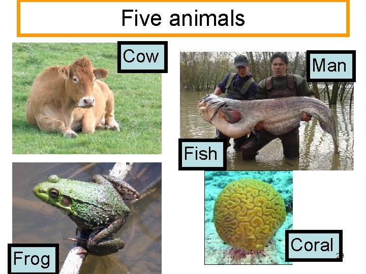 Five animals Cow Man Fish Frog Coral 29 